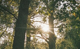 Jak wygląda towarzyszenie w procesie zmiany?